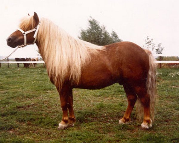 Deckhengst Wouter van Veldzicht (Shetland Pony, 1984, von Flash of Haybrake)