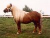Deckhengst Wouter van Veldzicht (Shetland Pony, 1984, von Flash of Haybrake)