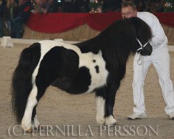 Deckhengst Nick v.d.Waardedijk (Shetland Pony, 1998, von Gelder van Zuylichem)