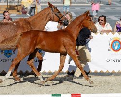 Pferd Felix Felicis (Ungarisches Warmblut, 2014, von Cinnamon)