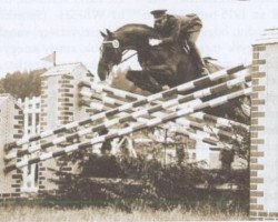 stallion Hadfi (Hungarian Warmblood, 1959, from Fidibus xx)