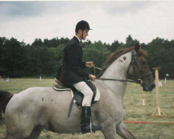 broodmare Gitta (Hungarian Warmblood, 1982, from Oroshaza Hadfi-481)