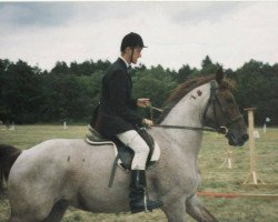 Zuchtstute Gitta (Ungarisches Warmblut, 1982, von Oroshaza Hadfi-481)