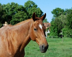 Zuchtstute Káder Meggy (Ungarisches Warmblut, 1995, von Káder xx)