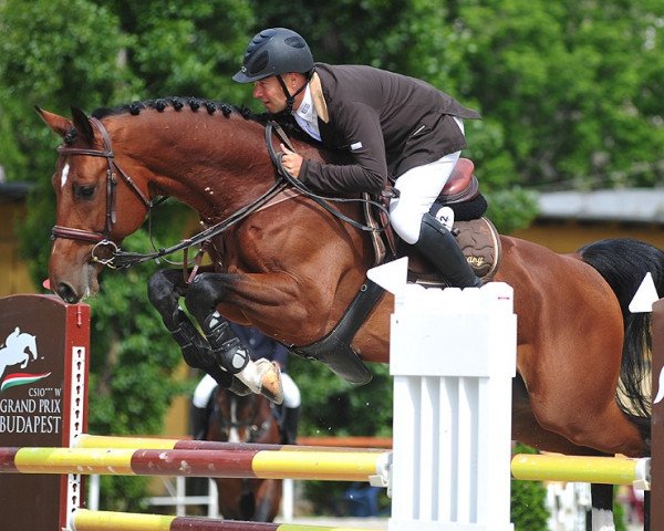 Deckhengst Cinnamon (Oldenburger Springpferd, 2006, von Chacco-Blue)