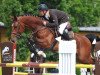 stallion Cinnamon (Oldenburg show jumper, 2006, from Chacco-Blue)