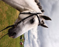 broodmare Duffy Do (German Riding Pony, 2002, from Darino)