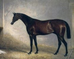 horse Attila xx (Thoroughbred, 1839, from Colwick xx)