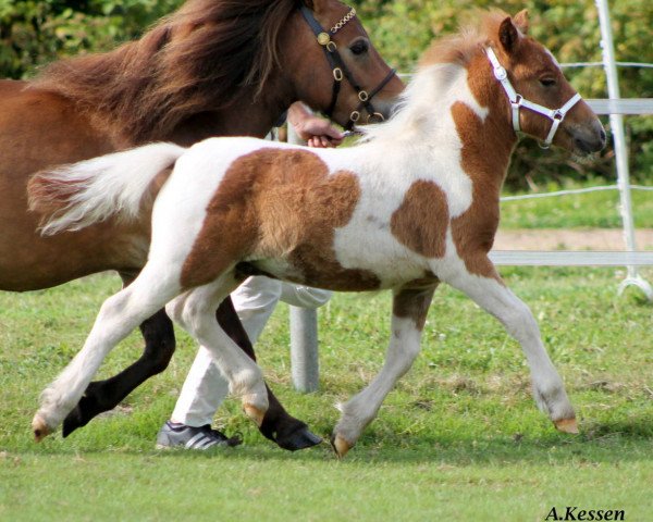 Deckhengst Voll Bunt von Kessen (Shetland Pony, 2014, von Vesuv)