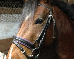 Pferd Wendy (Deutsches Reitpony, 2010, von Kooihuster Wessel)