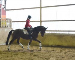 dressage horse Angelus 5 (Trakehner, 2010, from Editorial)