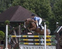 broodmare Twilight 32 (German Riding Pony, 2008, from Top Gun I)