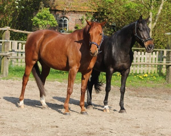 broodmare Linea (Hanoverian, 2006, from Lauscher)