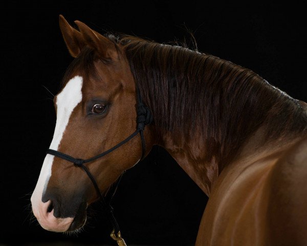 Pferd Monza (Deutsches Reitpony, 2002, von Mac Geyver)