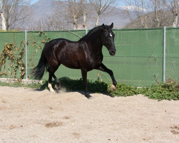 horse Trueno (Andalusians/horse of pure Spanish race, 2005)