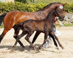 dressage horse Samanta (Austrian Warmblood,  , from St. Moritz Junior)