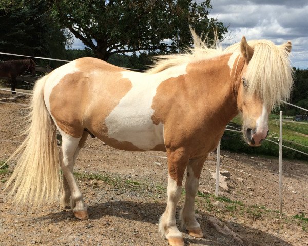 horse Ljósaskjóni vom Schönauer Hof (Iceland Horse, 2006, from Ljósvaki frá Bergstöðum)