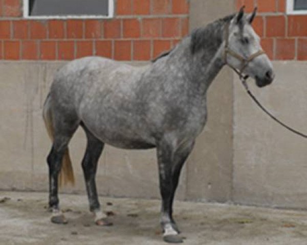 broodmare Simona 416 (Holsteiner, 2002, from Coronado I)