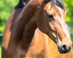 broodmare Shakira (Hanoverian, 2006, from Sir Savoy)