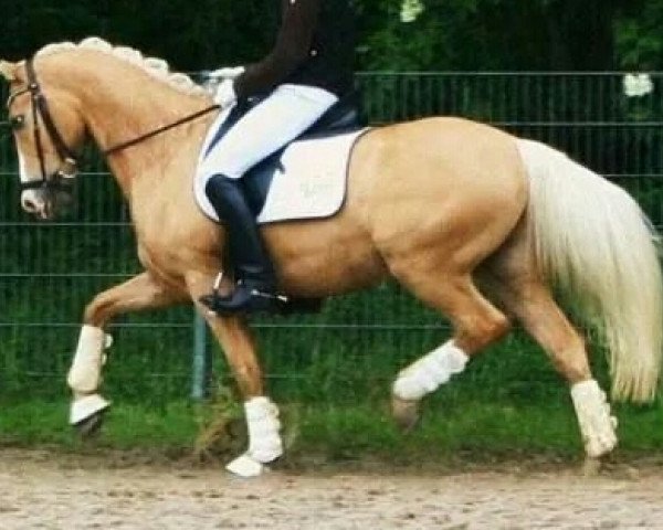 dressage horse Champ of Gold (German Riding Pony, 2008, from Joldis Charmant)
