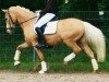 Dressurpferd Champ of Gold (Deutsches Reitpony, 2008, von Joldis Charmant)