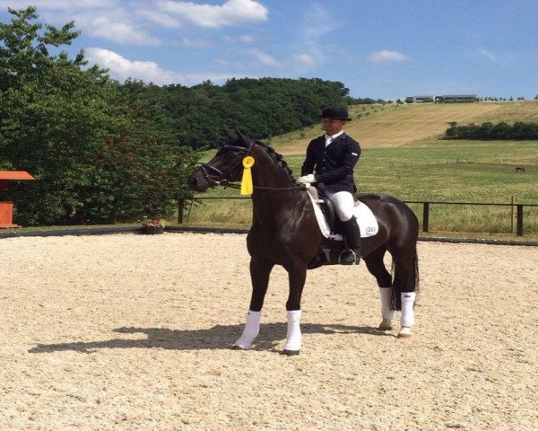 dressage horse His Melodie S (Hanoverian, 2007, from His Highness)