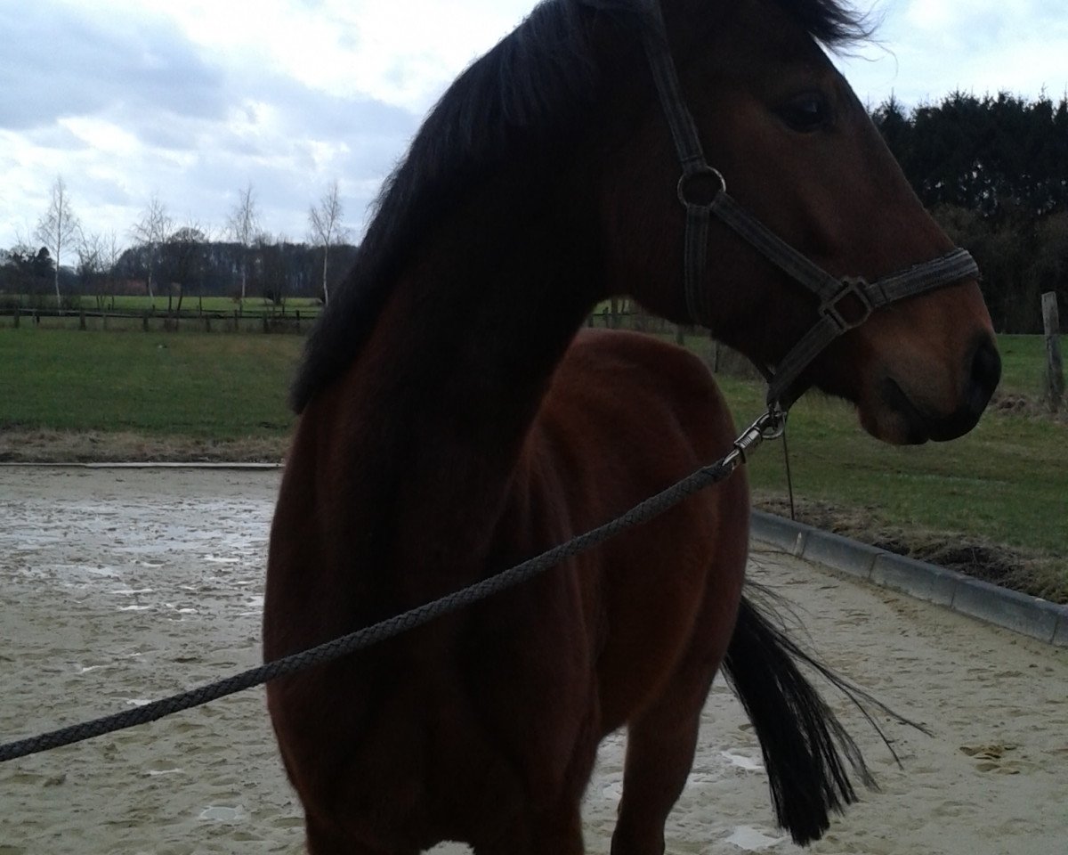 Springpferd Chico 1000 (Westfale, 2011, von Z7 Cordanos V)