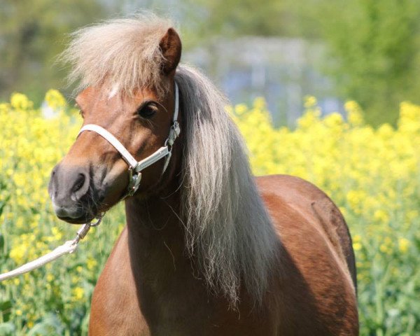 broodmare Tamara v. Stal tida- Kira (Shetland Pony,  , from Acorn Copper Guy)