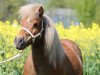 broodmare Tamara v. Stal tida- Kira (Shetland Pony,  , from Acorn Copper Guy)