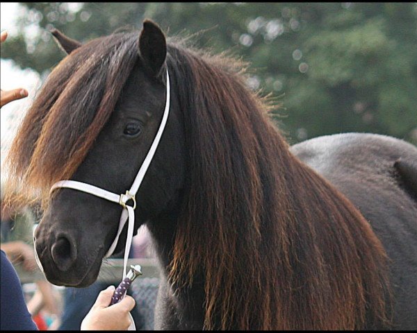 Zuchtstute True Hope von Kessen (Shetland Pony, 2012)