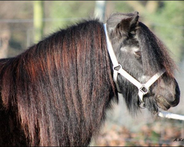 Zuchtstute Funny Bloom van Stal Vredensdael (Shetland Pony, 1991, von Newton van Dorpzicht)