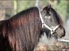 Zuchtstute Funny Bloom van Stal Vredensdael (Shetland Pony, 1991, von Newton van Dorpzicht)