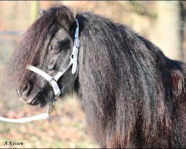 Zuchtstute Thyrza-Funn (Shetland Pony, 2003, von Nout van de Bolster)