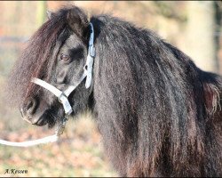 broodmare Thyrza-Funn (Shetland Pony, 2003, from Nout van de Bolster)