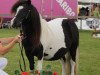 Zuchtstute Tineke v. Veldzicht (Shetland Pony, 2003, von Nick v.d.Waardedijk)