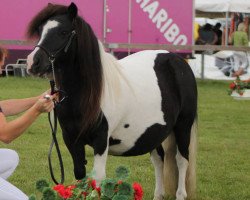 Zuchtstute Tineke v. Veldzicht (Shetland Pony, 2003, von Nick v.d.Waardedijk)