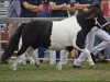 Zuchtstute Tyra von Hessen (Shetland Pony, 2009, von Vitus von der Ostsee)