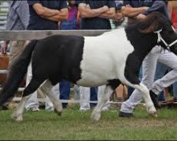 Zuchtstute Tyra von Hessen (Shetland Pony, 2009, von Vitus von der Ostsee)