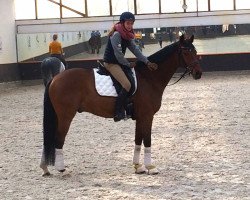 dressage horse Ferrero 18 (Hanoverian, 2001, from Fabriano)