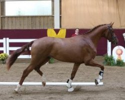 dressage horse Sir Alfi (Württemberger, 2011, from Sir Alfred)