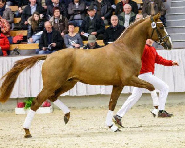 stallion Valerius (KWPN (Royal Dutch Sporthorse), 2012, from Vivaldi)