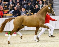 Deckhengst Valerius (KWPN (Niederländisches Warmblut), 2012, von Vivaldi)