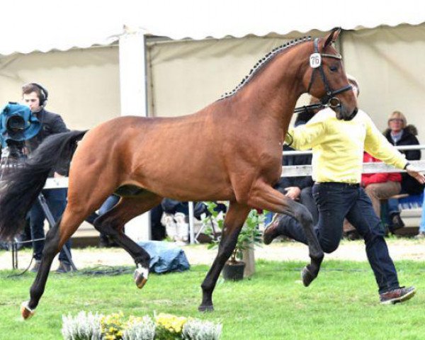 stallion Lord Nunes (Rhinelander, 2012, from Lord Loxley I)