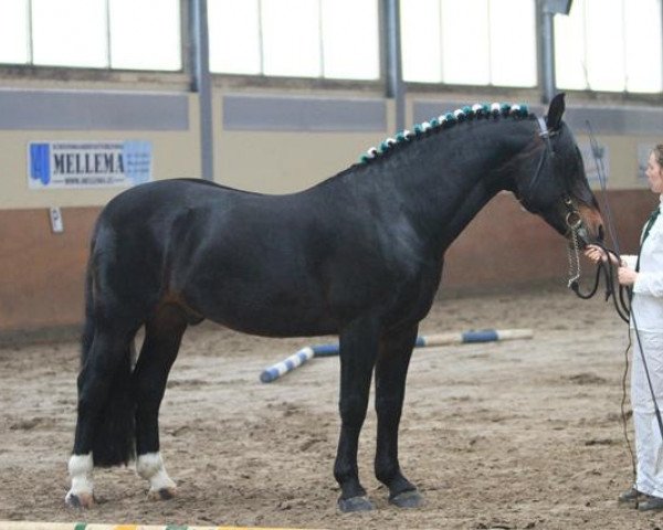 Pferd Teun van de Wilhelminahoeve (Groninger, 1997, von Test)