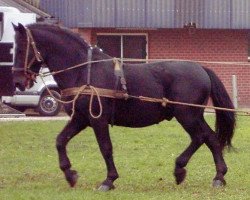 Deckhengst Experiment Mønstergård (Schweres Warmblut Dänemark, 1982, von Ekspert)