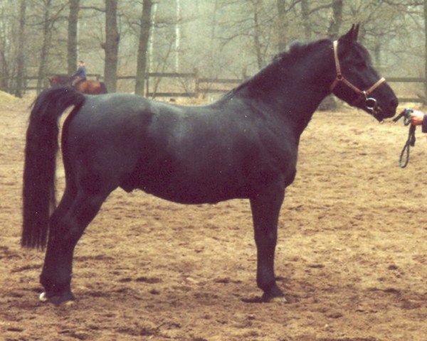 Deckhengst Excellenzie (Schweres Warmblut, 1990, von Experiment Mønstergård)