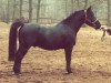 Deckhengst Excellenzie (Schweres Warmblut, 1990, von Experiment Mønstergård)