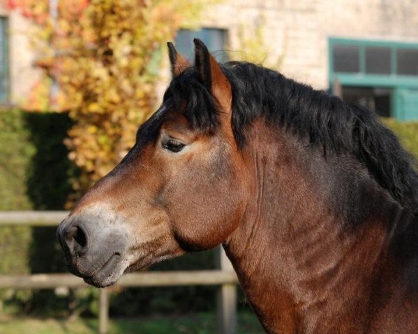 stallion Fritz (Rhenish-German Cold-Blood, 2008, from Friedhelm)