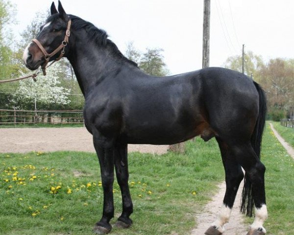 Deckhengst Erik-T (KWPN (Niederländisches Warmblut), 1997, von Excellenzie)