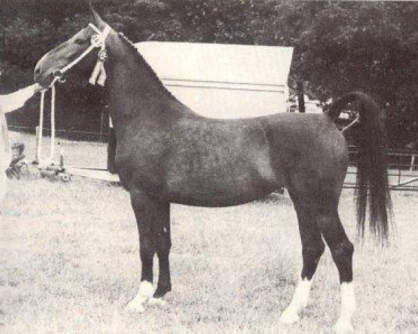 broodmare Simone (KWPN (Royal Dutch Sporthorse), 1976, from Kroonprins)